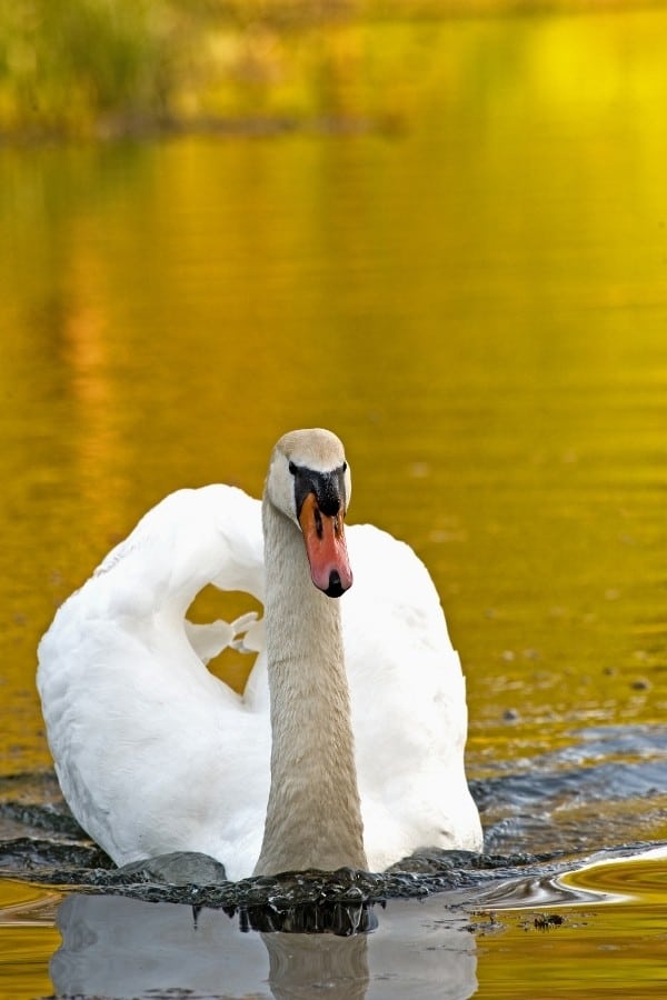 bird quiz for kids