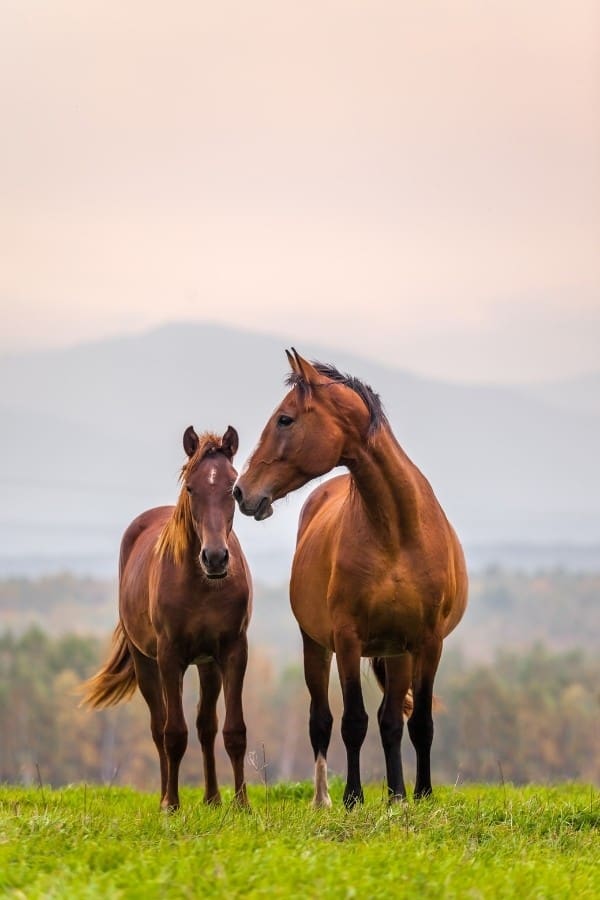 horse quiz questions and answers