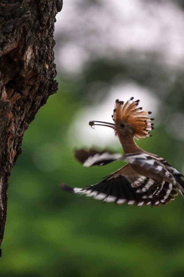 knowledge about birds