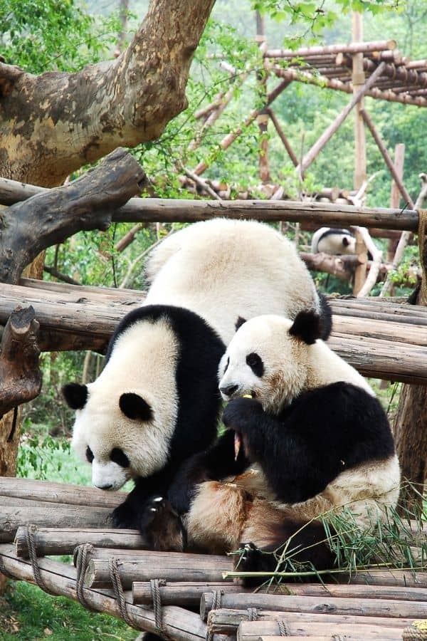 panda trivia questions