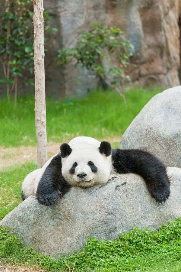 quiz about pandas