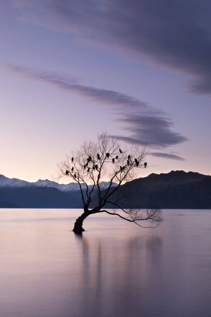 tree trivia questions and answers
