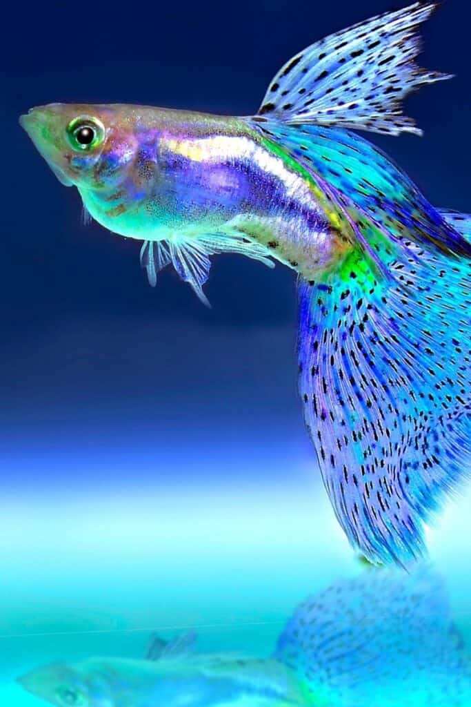 fish quiz questions and answers