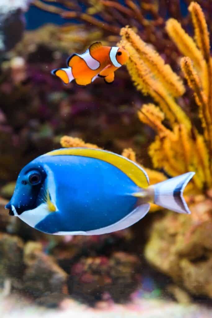 fish quiz questions and answers