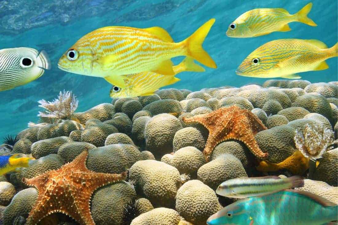 fish quiz questions and answers