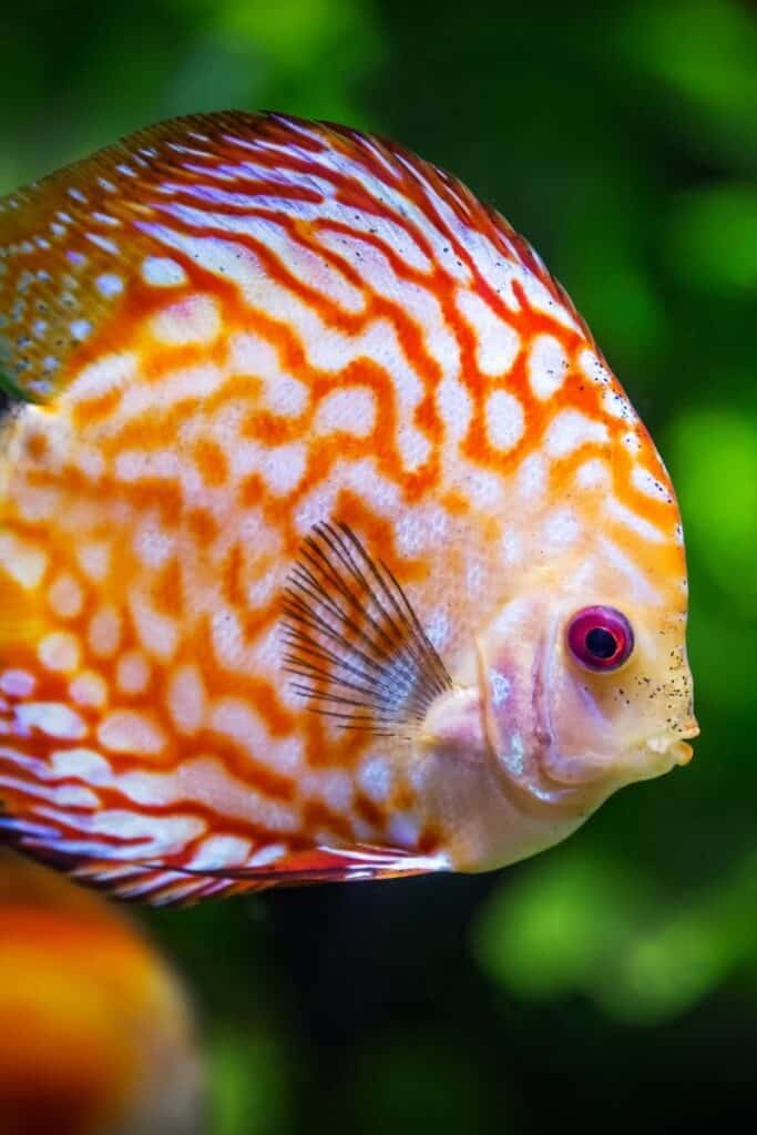 fish trivia questions 