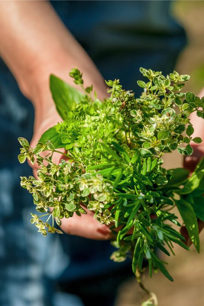 herb quiz